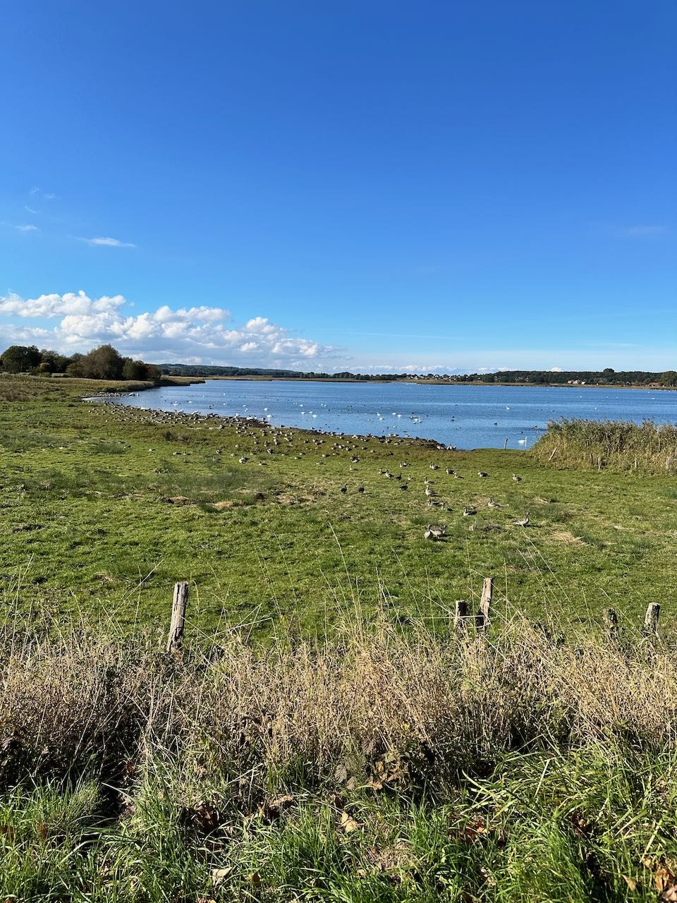 Blick über den Sehlendorfer Binnensee mit Wasservögeln